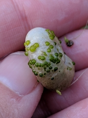 Chaetophora