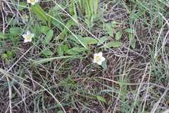 Hesperochiron pumilus