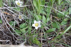 Hesperochiron pumilus