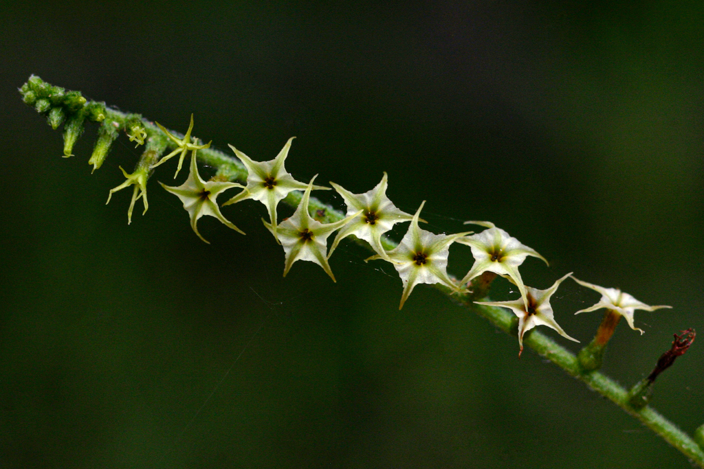 Hairy Heliotrope