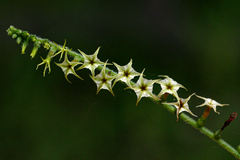 Heliotropium zeylanicum image