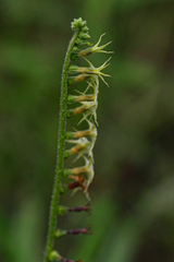 Heliotropium zeylanicum image