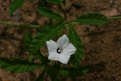 Image of Ipomoea magnusiana