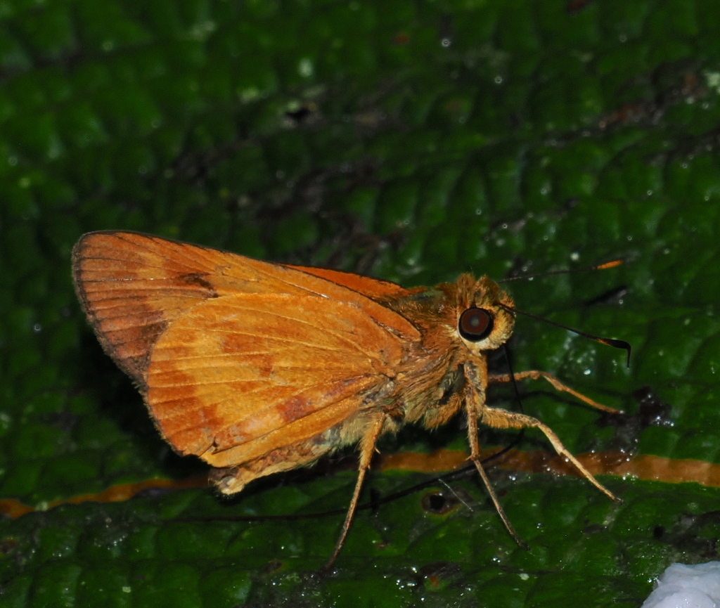 Apella Skipper