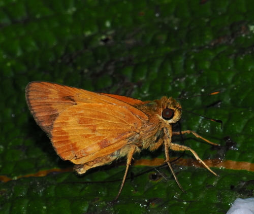 Apella Skipper