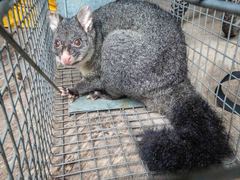 Trichosurus cunninghami