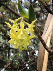 Epidendrum zipaquiranum