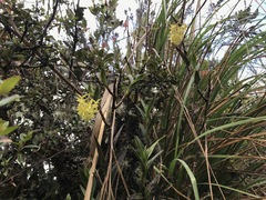 Epidendrum zipaquiranum