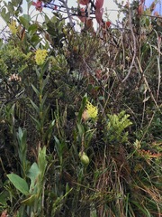 Epidendrum zipaquiranum