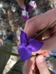 Tradescantia