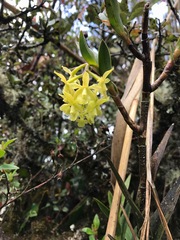 Epidendrum zipaquiranum