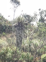 Espeletia grandiflora