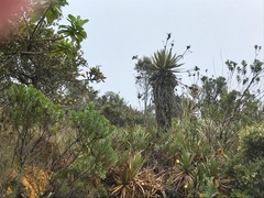 Espeletia grandiflora