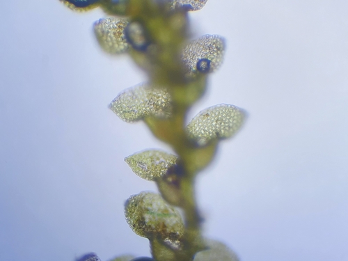 Image of Harpalejeunea molleri by no rights reserved