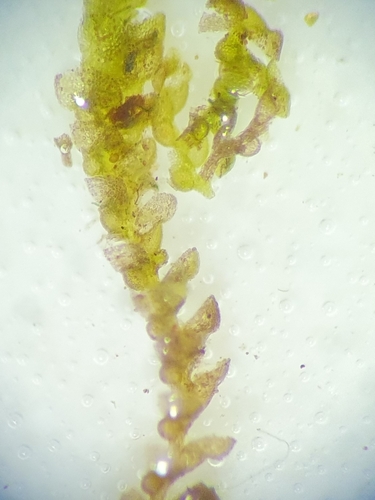 Image of Harpalejeunea molleri by no rights reserved