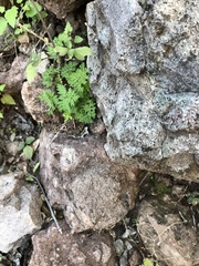 Myriopteris pringlei