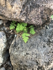 Myriopteris pringlei