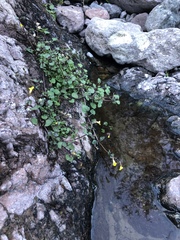 Erythranthe brevinasuta