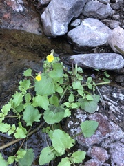 Erythranthe brevinasuta