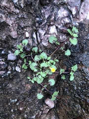 Erythranthe brevinasuta