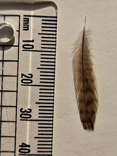 Plume de Troglodyte mignon