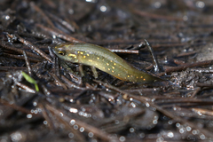 Fundulus chrysotus