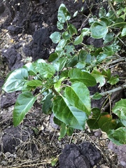 Jatropha vernicosa