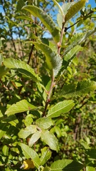 Salix × reichardtii