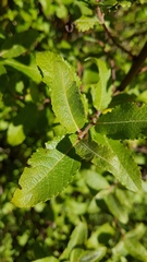 Salix × reichardtii