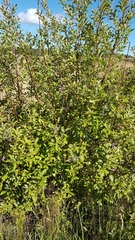 Salix × reichardtii