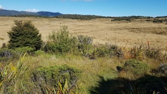 Salix × reichardtii