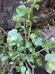 Jatropha vernicosa