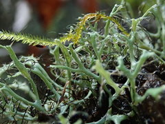 Heterodermia leucomelos