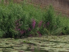 Lythrum salicaria