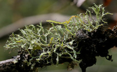 Heterodermia leucomelos