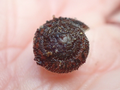 Vespericola armigera