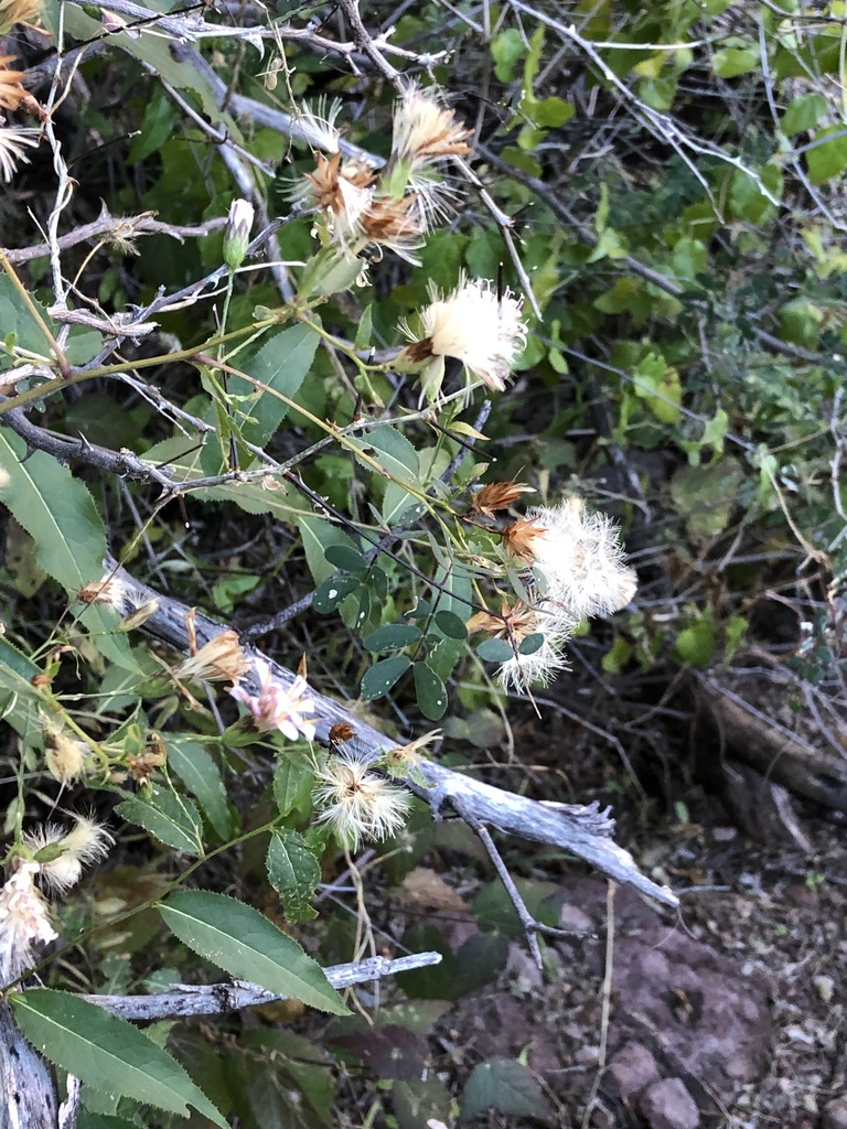 Acourtia palmeri