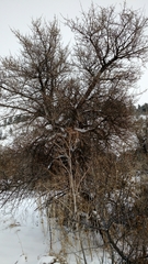 Elaeagnaceae