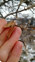 Elaeagnaceae