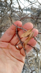 Elaeagnaceae