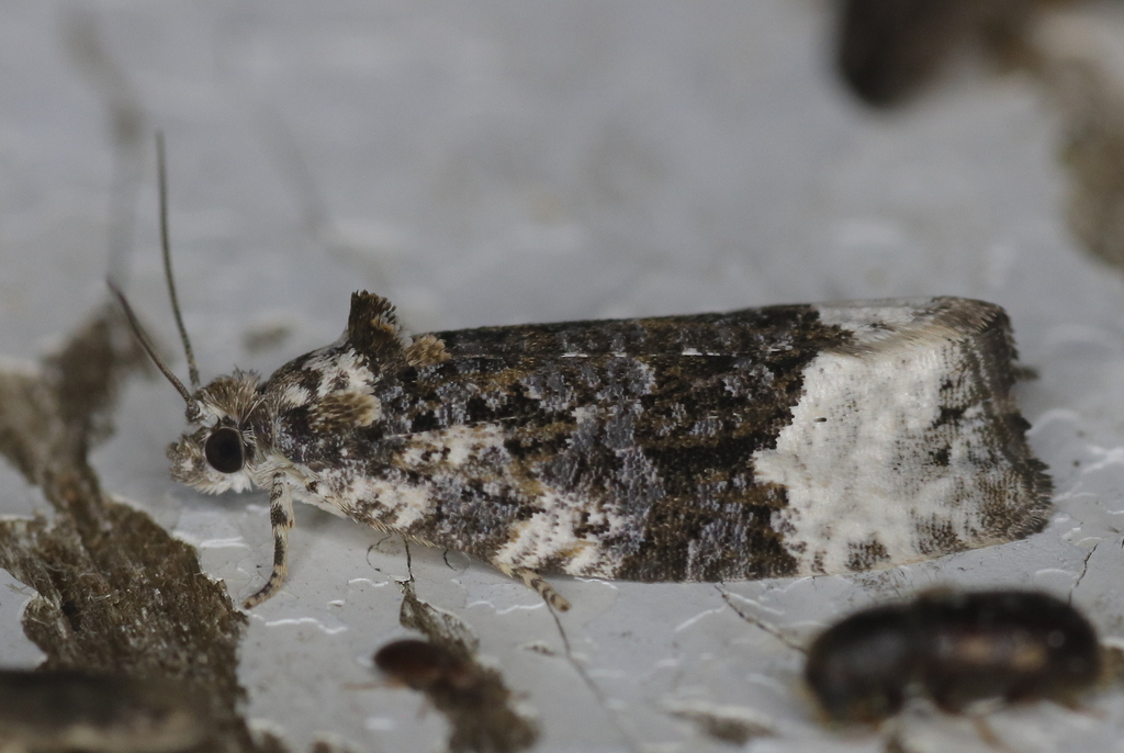 Apotomis bifida