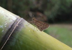 Callimormus interpunctata