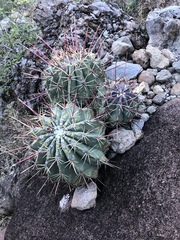 Ferocactus emoryi rectispinus