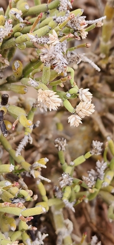 Arthraerva leubnitziae image