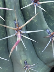 Ferocactus emoryi rectispinus