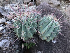Ferocactus emoryi rectispinus