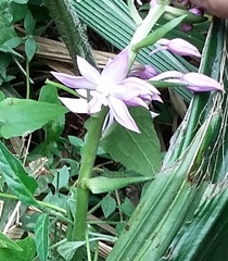 Calanthe sylvatica