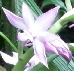 Calanthe sylvatica