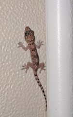 Hemidactylus mabouia