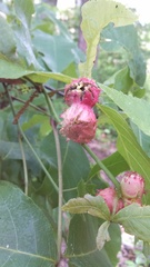 Phylloxera spinosa
